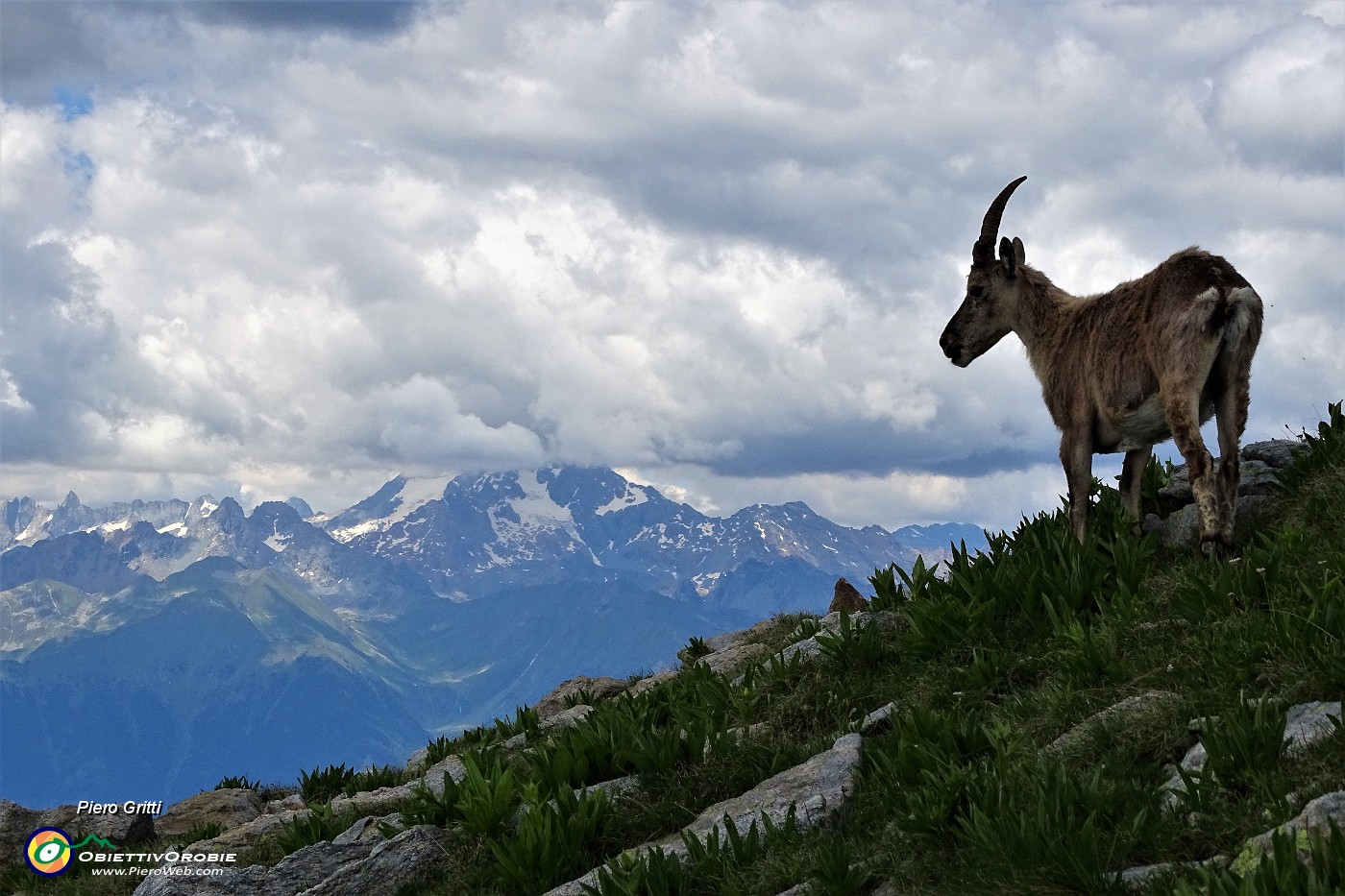 58 Stambecco  'unicorno' con vista in Alpi Retiche.JPG